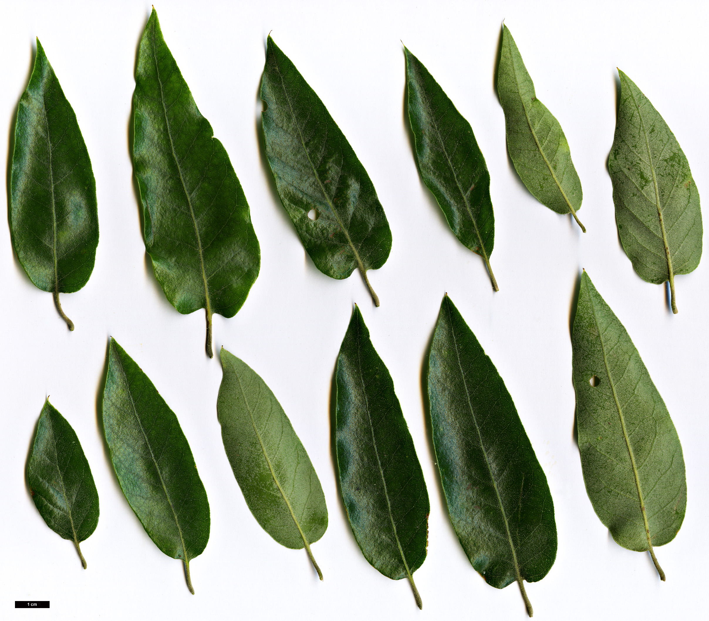 High resolution image: Family: Fagaceae - Genus: Quercus - Taxon: durifolia hybrid High resolution image: Family: Fagaceae - Genus: Quercus - Taxon: durifolia hybrid